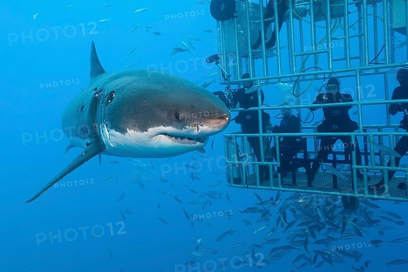 Cage diving with great white shark
