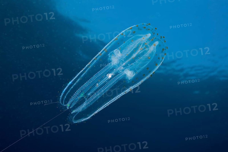Iridescent ribbed jellyfish