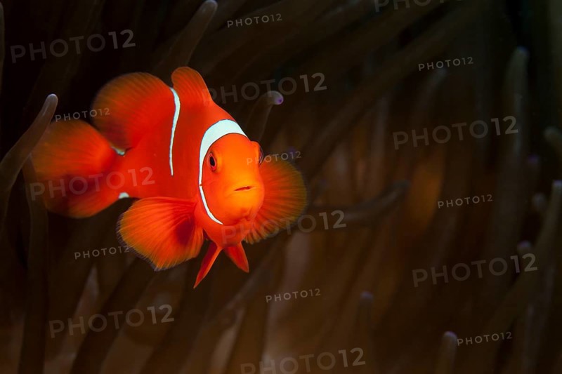 Spiny anemonefish