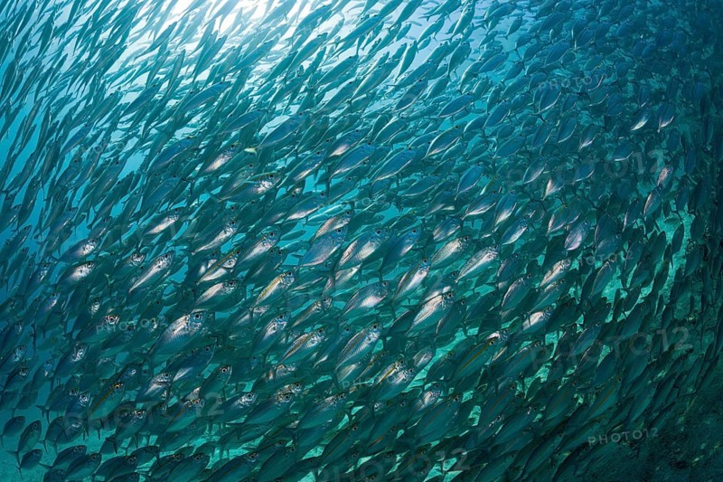 Shoal of ox-eye mackerel