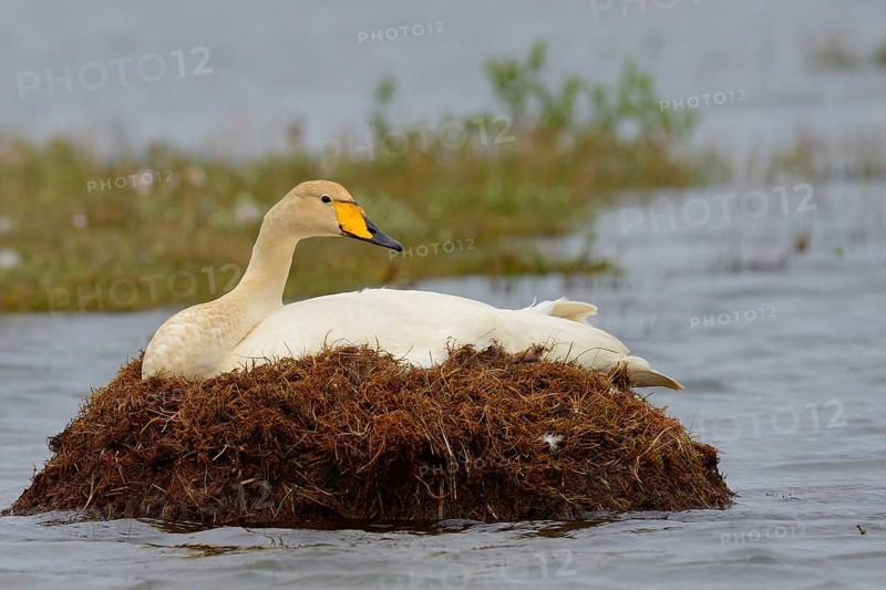 Whooper swan