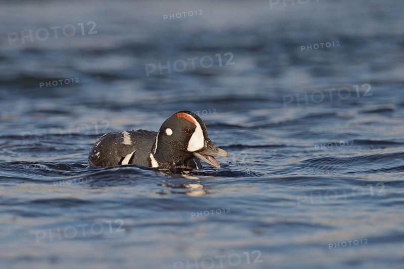 Harlequin duck