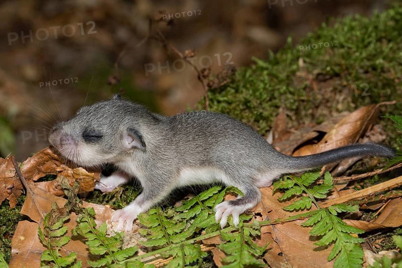 Edible dormouse
