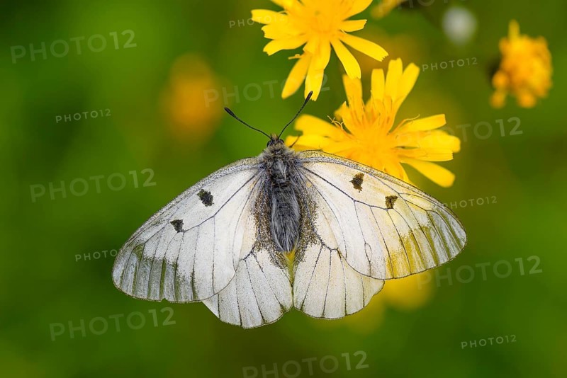 Male Black Apollo