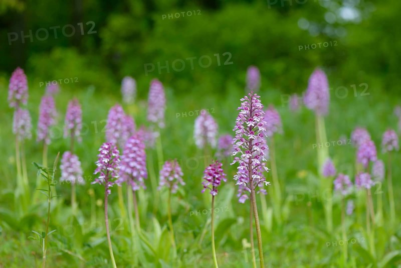 Northern marsh-orchid