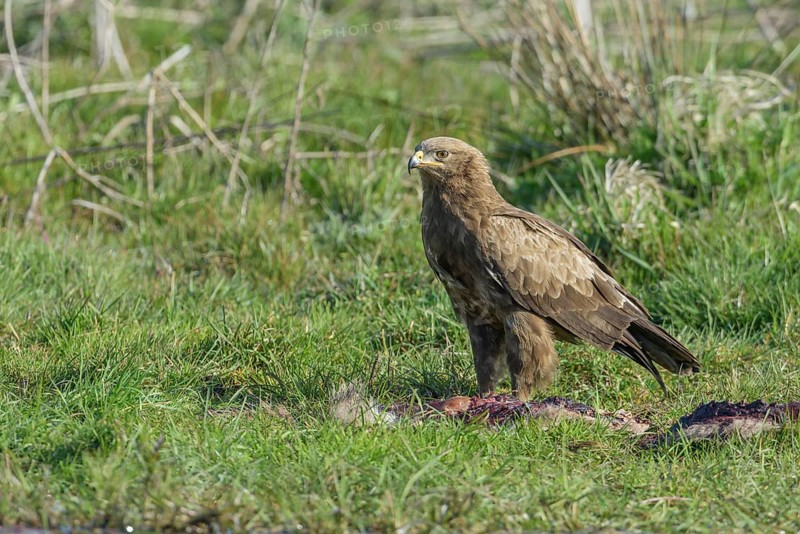 Male Lesser spotted eagle
