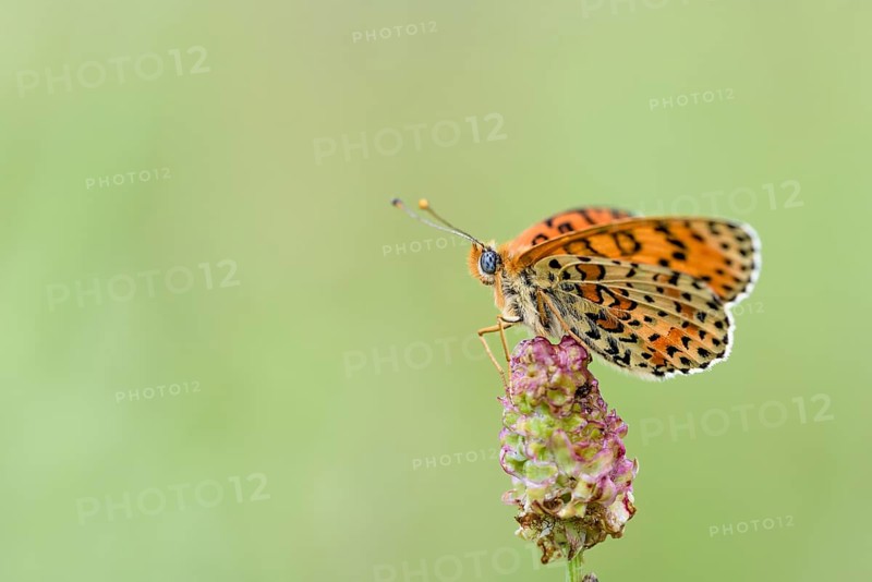 Spotted fritillary