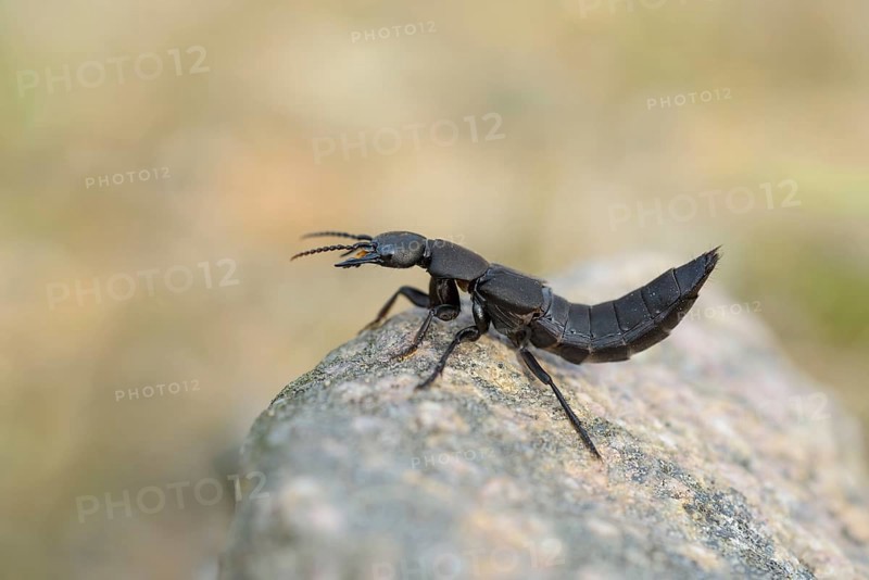 Devil's coach-horse beetle