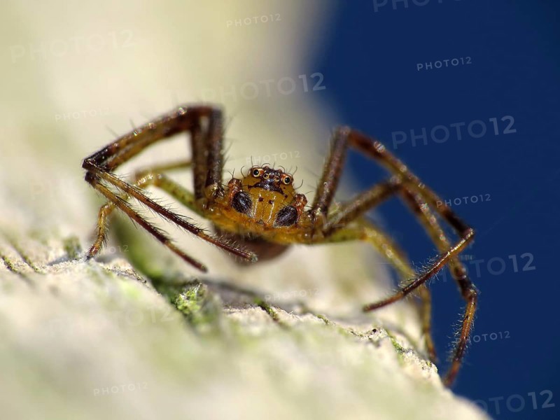 Green crab spider