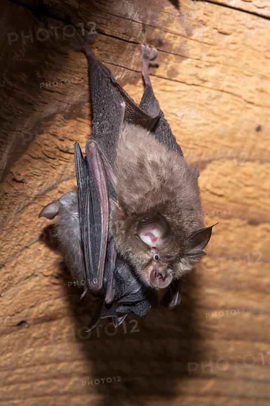 Lesser horseshoe bat