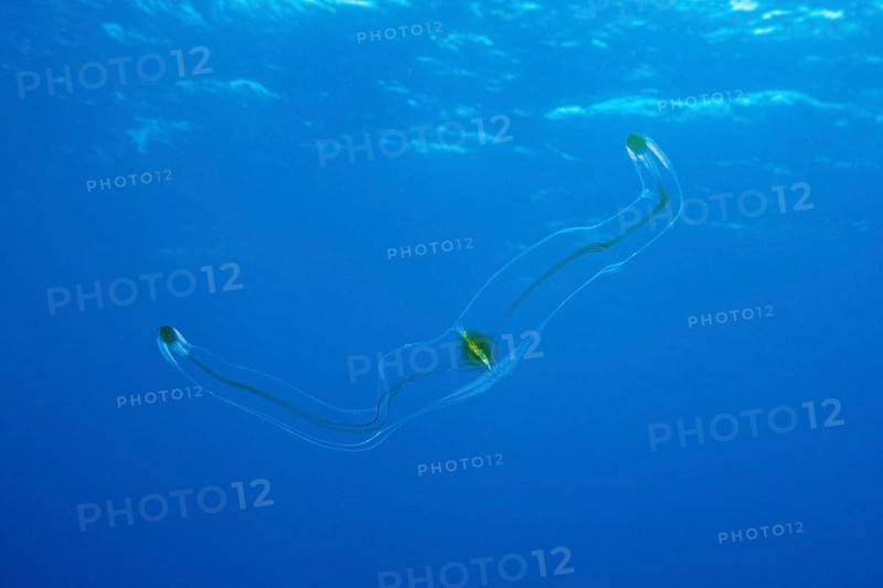 Venus belt ribbed jellyfish