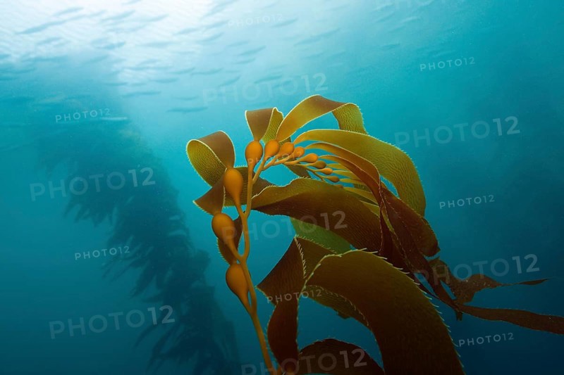 Kelp Forest Giant Kelp