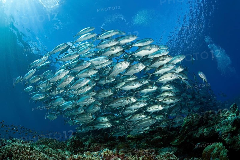 Shoal of bigeye spiny dogfish