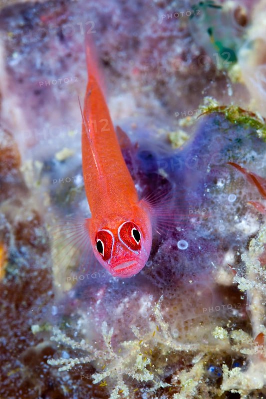 Ring-necked goby