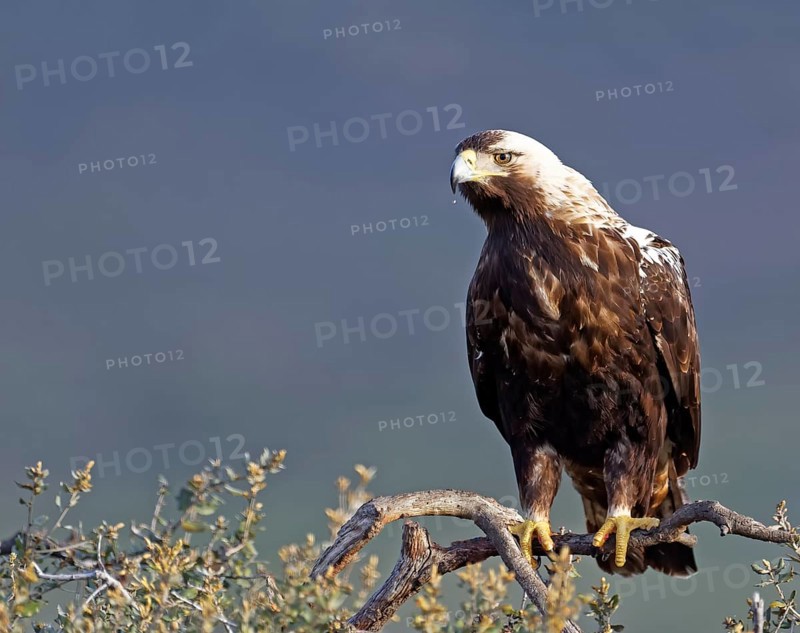 Spanish imperial eagle
