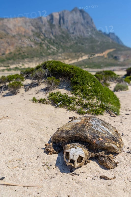 Loggerhead sea turtle