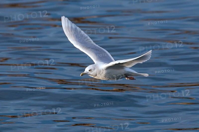 Icelandic gull