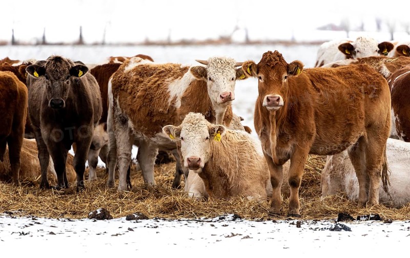Simmental cattle