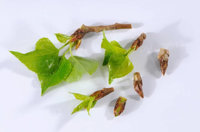 Black poplar