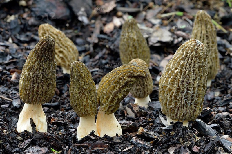 Black morel