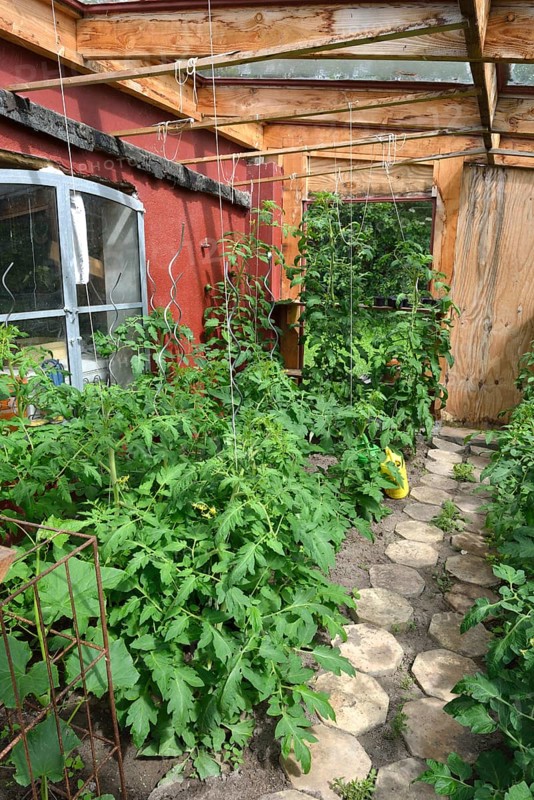 Tomatoes