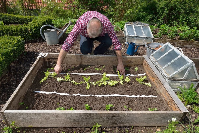 Planting vegetable patch with seed tape