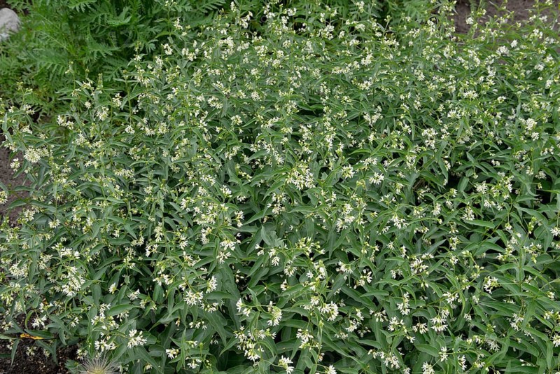 Vincetoxicum hirundinaria