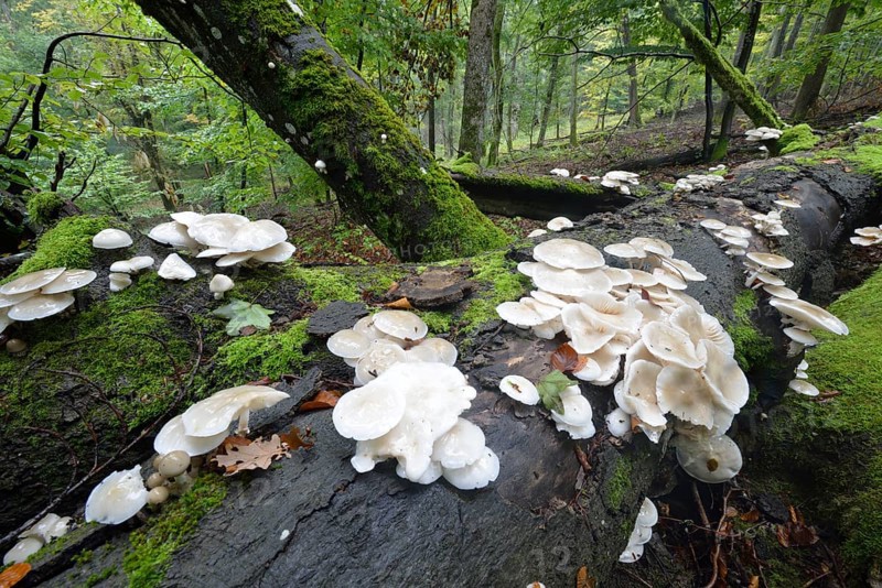 Porcelain fungus