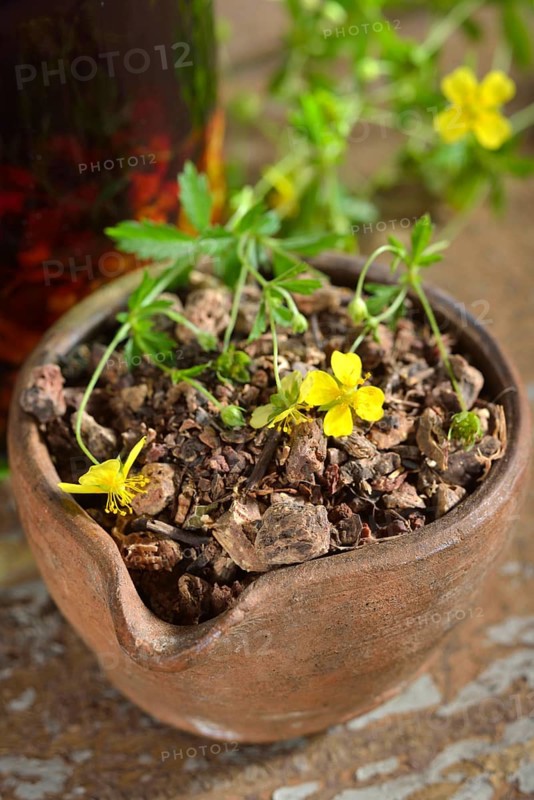 Potentilla erecta