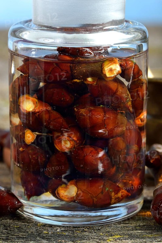 Production of chestnut bud tincture