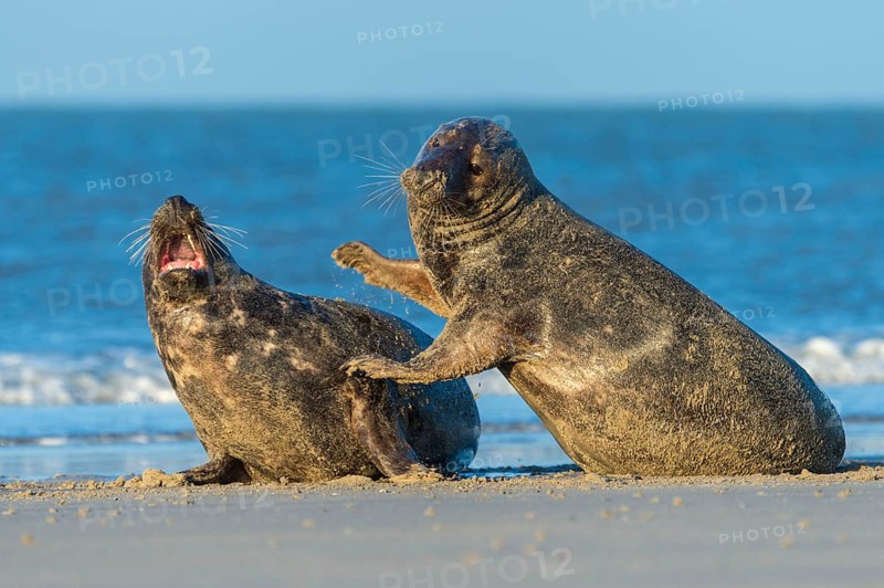 Grey Seal