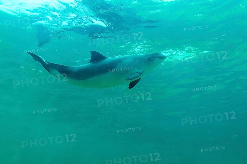Harbour porpoise