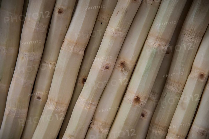 Peeled Bamboo stems at a market