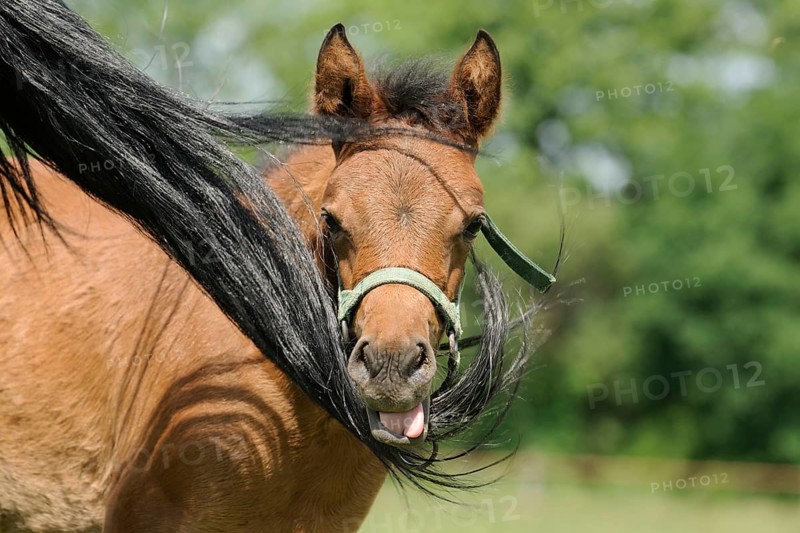 Arabian thoroughbred