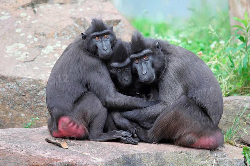 Celebes Crested Macaques