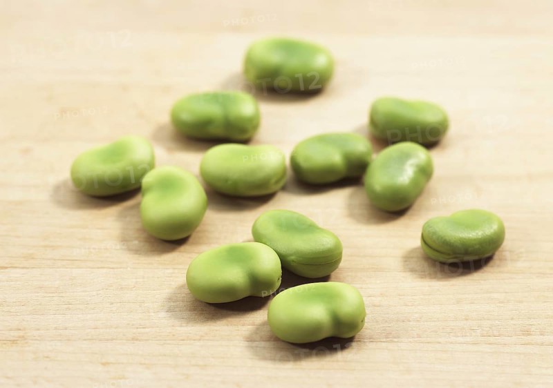 Fava Bean