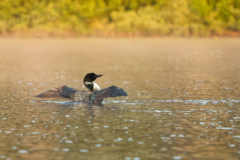Great Northern Diver