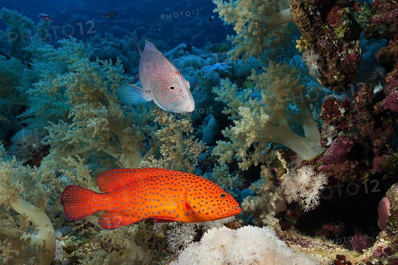 Coral Grouper and Lyretail Grouper