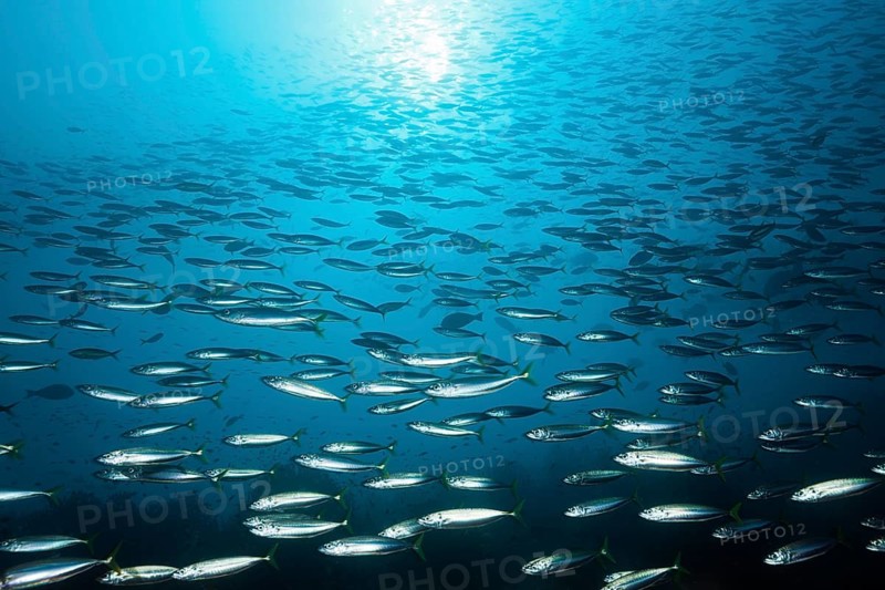 Swarm of the deep-sea round shell