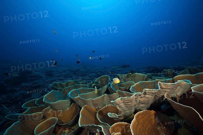 Squamate coral