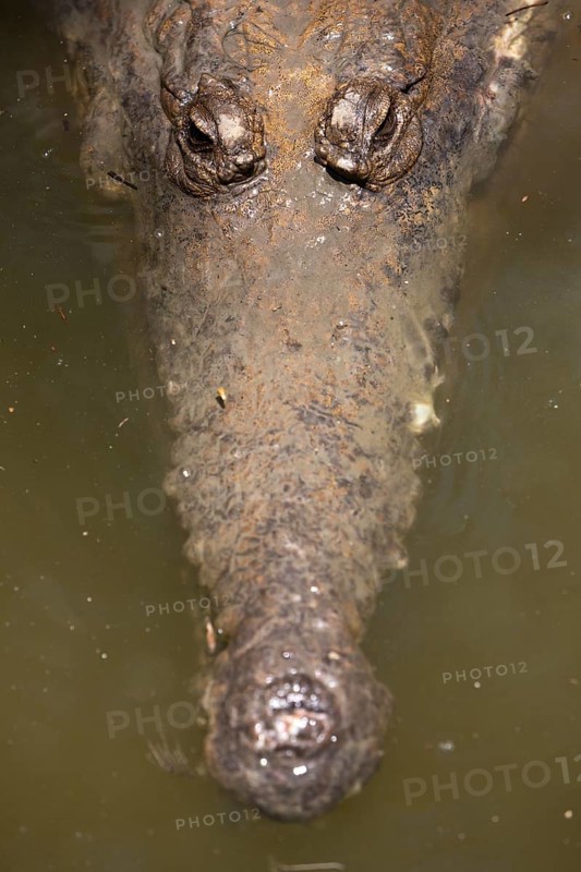 Freshwater crocodile