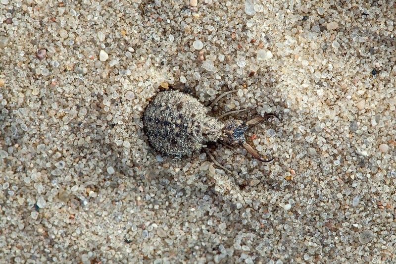Ant lion in the sand