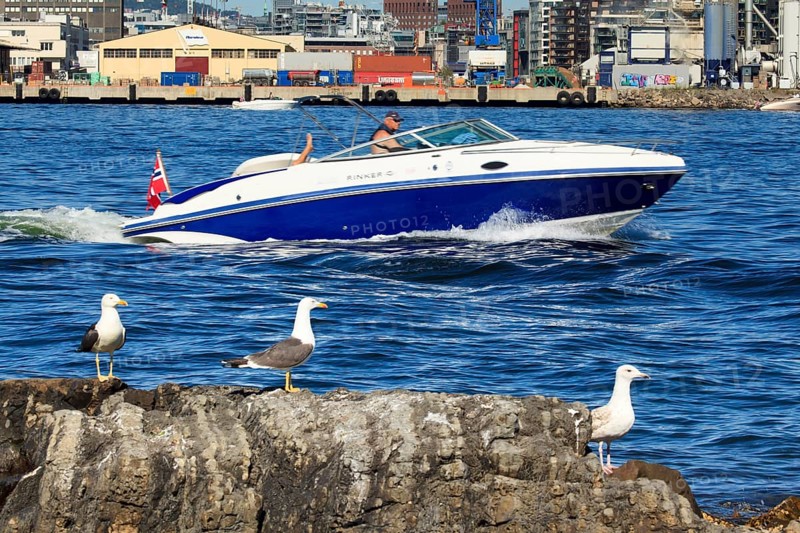 Seagulls in port of Oslo