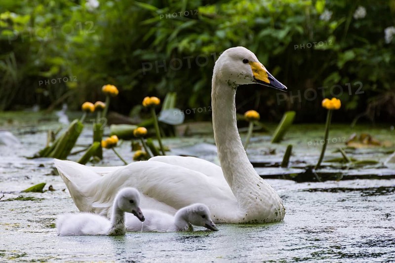 Whooper swan
