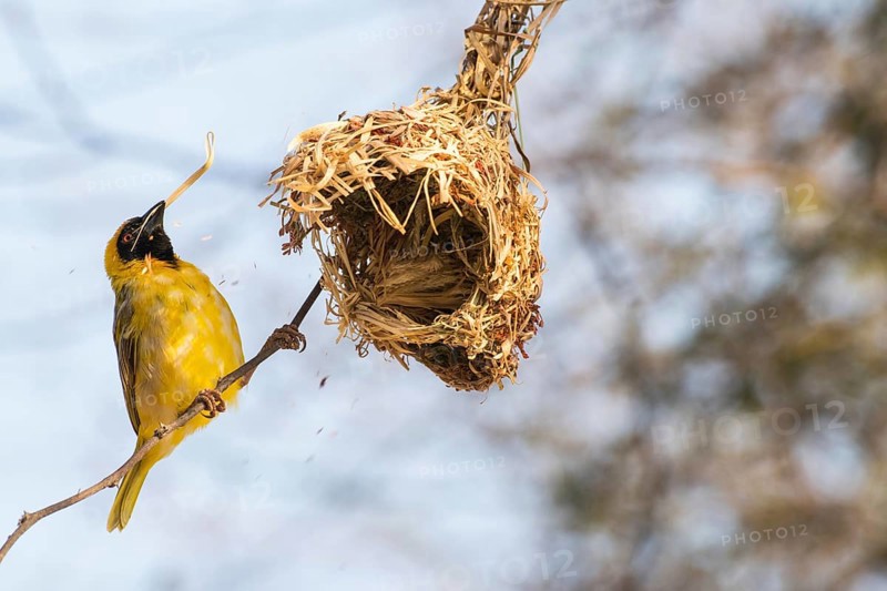 Southern Masked Weaver