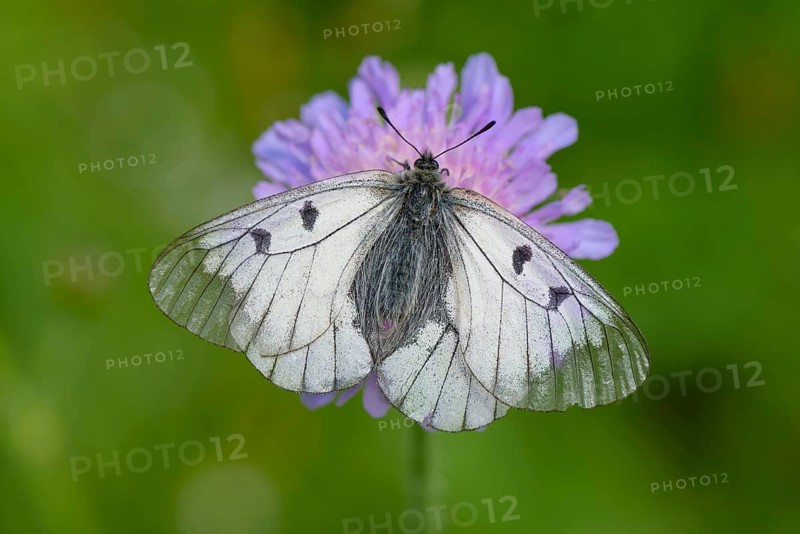 Male Black Apollo