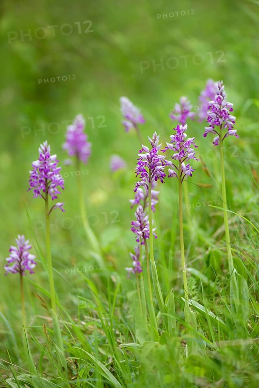 Military orchid
