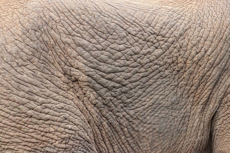 African elephant