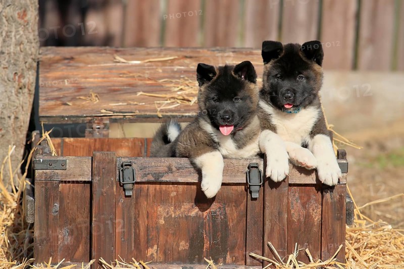 American Akita puppies