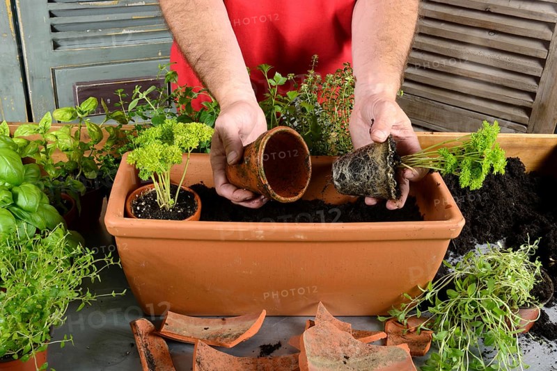 Planting of plant pots with herbs